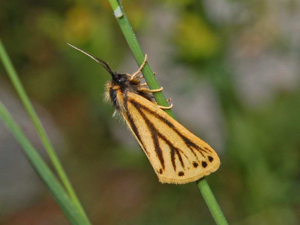 Setina aurita (Arctiidae)